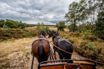 Veluwe Mentocht Eder Heide